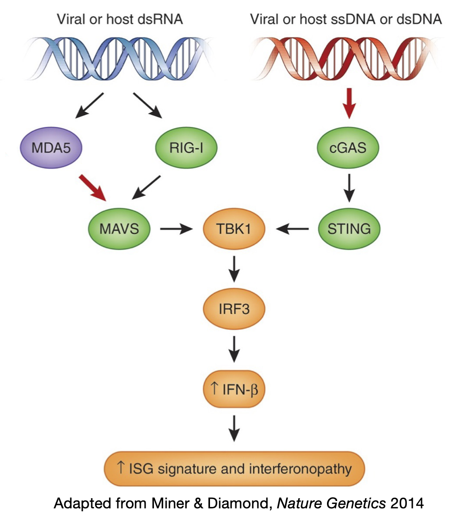 Cytosolic immune sensors for nucleic acids