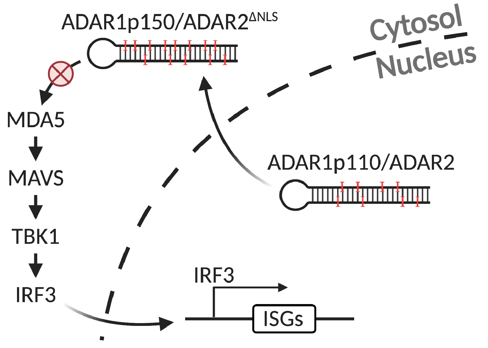 A Small Subset of Cytosolic dsRNAs Must Be Edited by ADAR1 to Evade MDA5-Mediated Autoimmunity