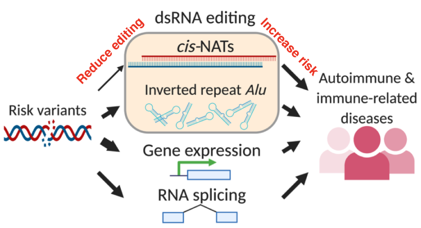RNA editing underlies genetic risk of common inflammatory diseases