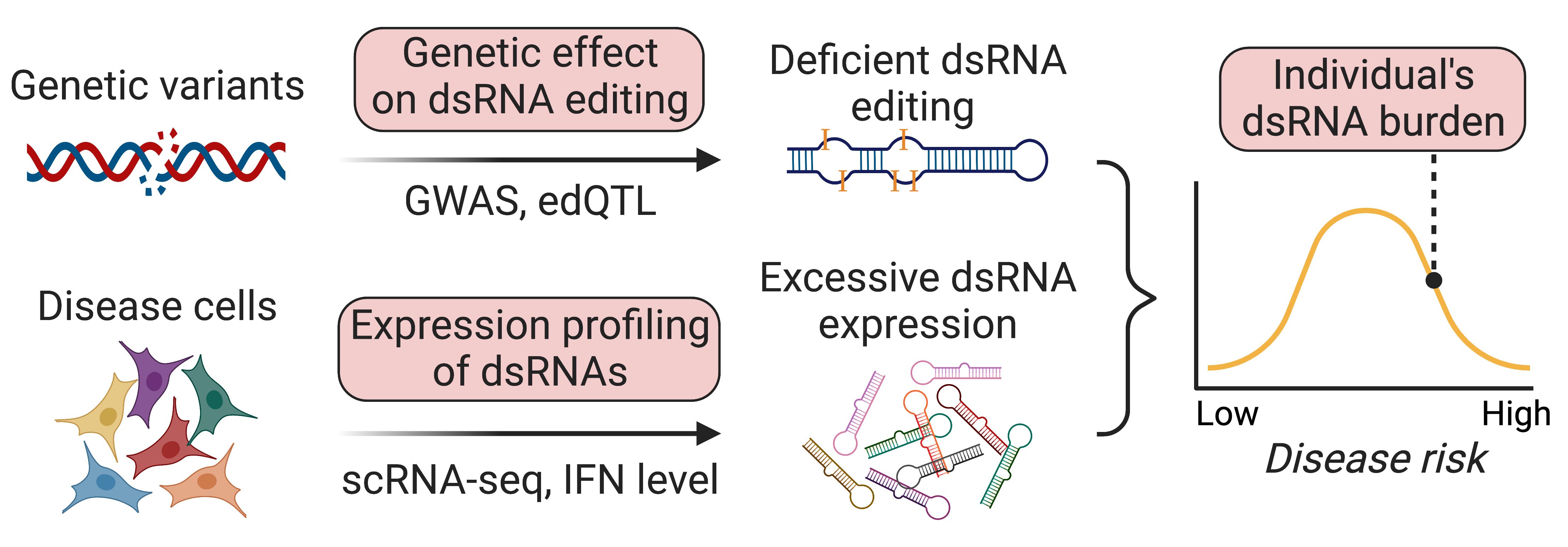 Personalized dsRNA burden predicts individual's disease risk